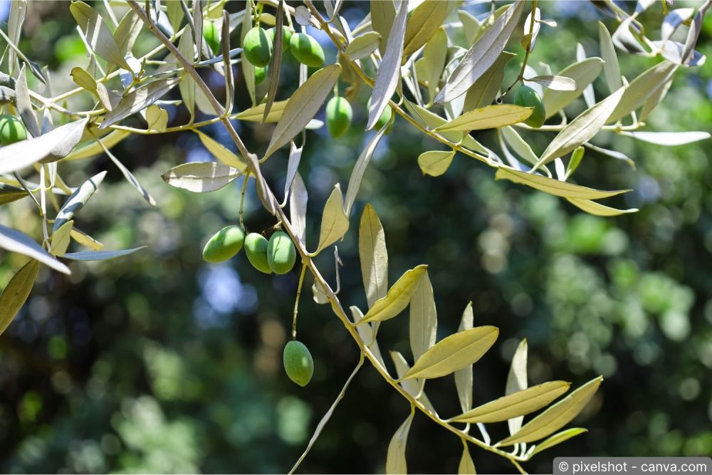 Olivenbaum mit silbergrünem Laub in einem sommerlichen Garten