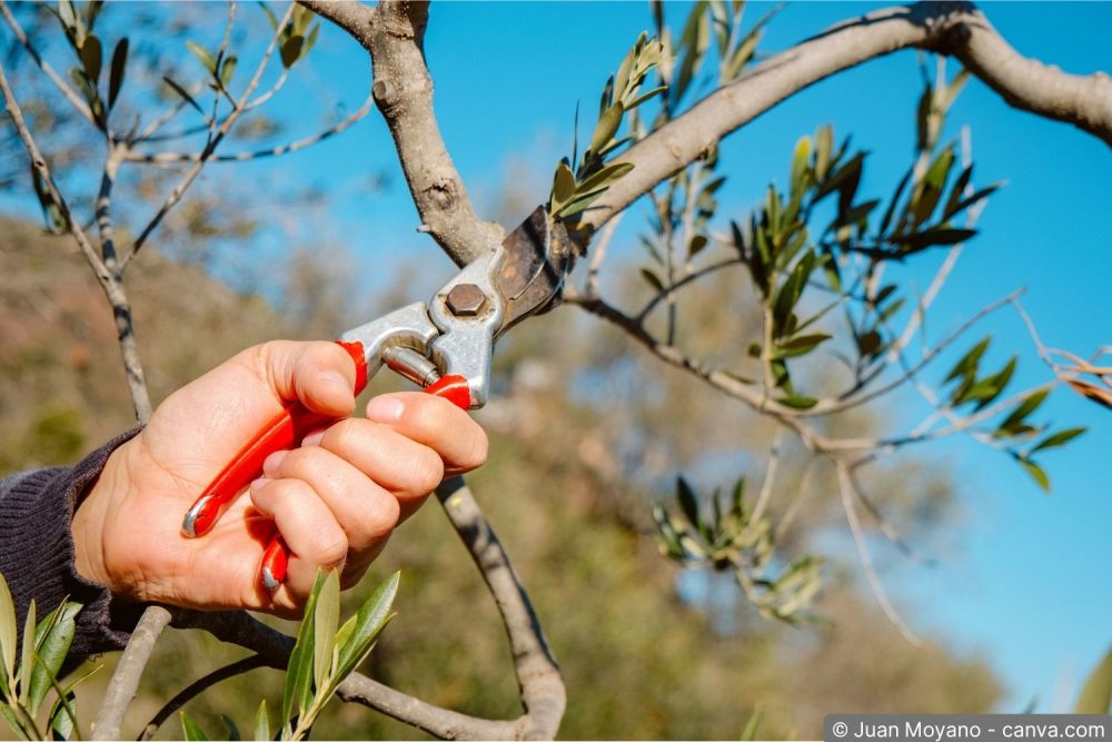 Olivenbaum wird im Frühling mit einer Gartenschere ausgelichtet