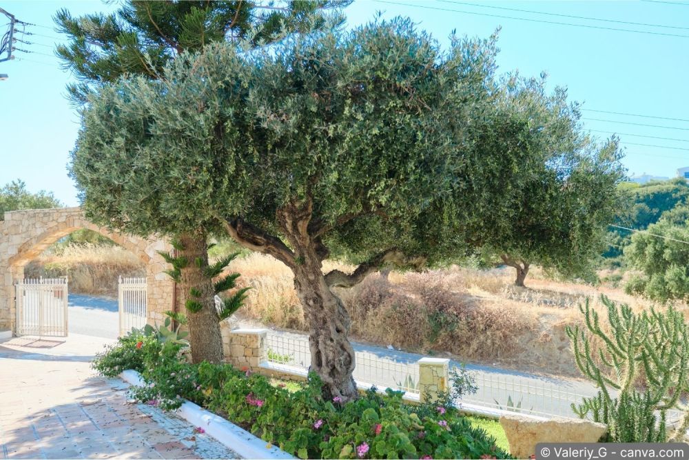 Grosser alter Olivenbaum mit knorrigem Stamm im Garten