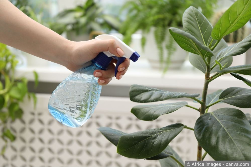 Hausmittel gegen Blattläuse – Sprühflasche mit Seifenwasser im Einsatz an einer Pflanze