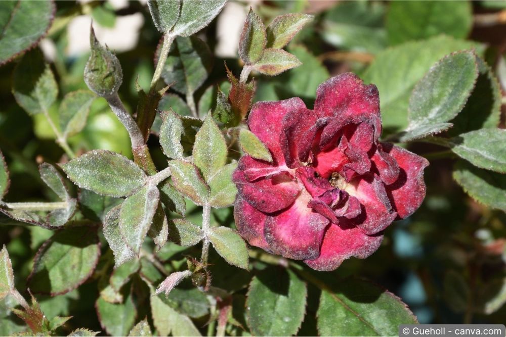 Echter Mehltau auf Rosenblättern – weisser, mehliger Belag
