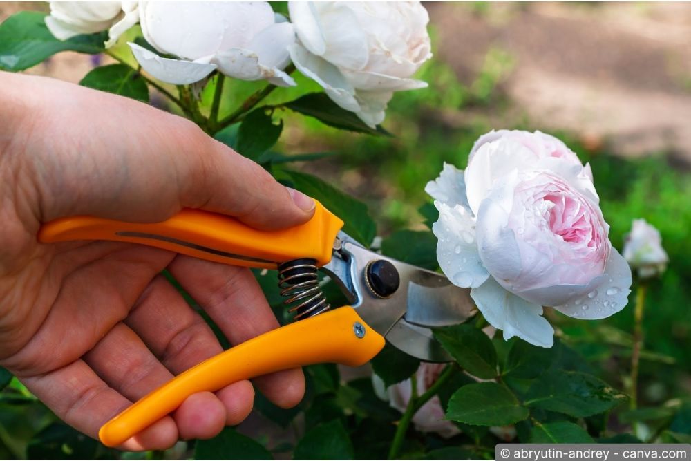 Gärtner bei der Rosenpflege im Garten