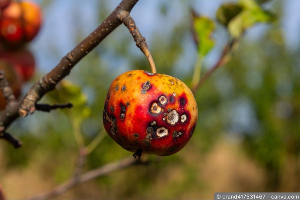Apfelbaum spritzen: Apfelfrüchte mit Schorfflecken als typisches Befallsbild