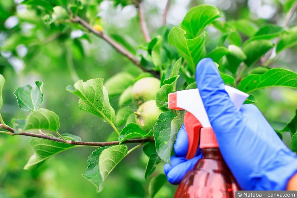 Gärtner bei der professionellen Behandlung eines Apfelbaums mit Spritzgerät