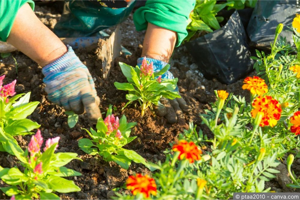 Gärtner setzt Stauden in ein frisch vorbereitetes Beet in einem Schweizer Garten