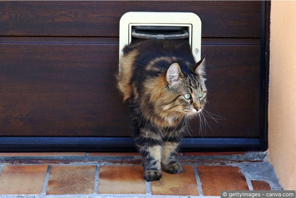 Getigerte Katze geht durch eine Mikrochip-Katzenklappe ins Haus