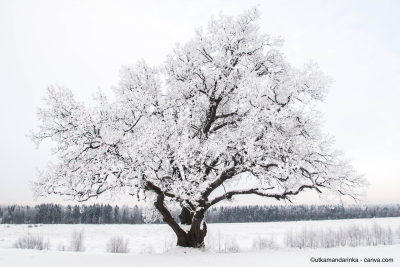 Ein mit Schnee bedeckter Baum