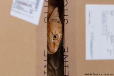 Katze versteckt sich in einem Karton 