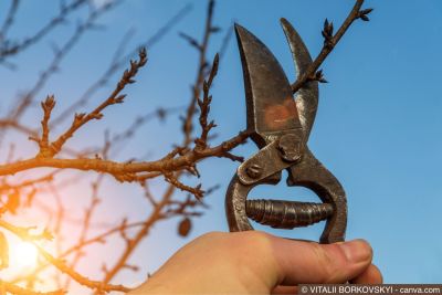 Obstbaum wird geschnitten