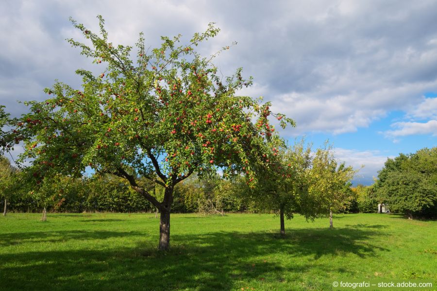 Apfelbaum mit Früchten