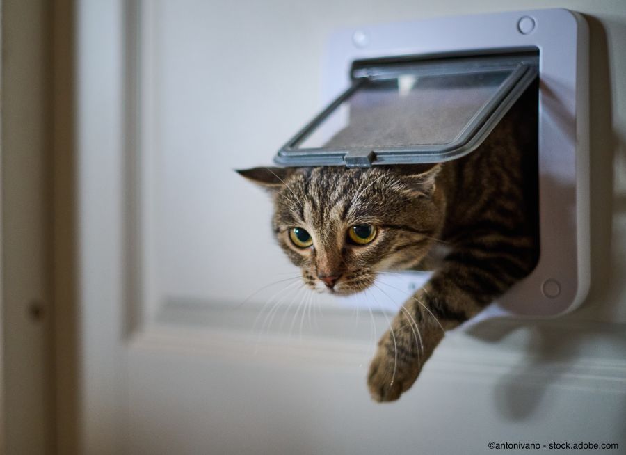 Katze geht durch eine Katzenklappe