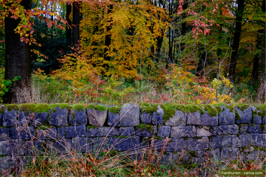 Trockensteinmauer mit Moos in einer Waldlandschaft