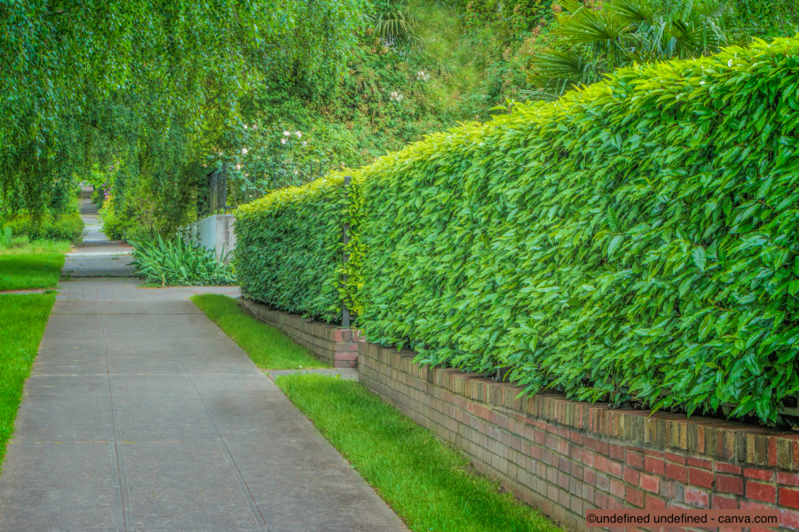 Hecke als Sichtschutz