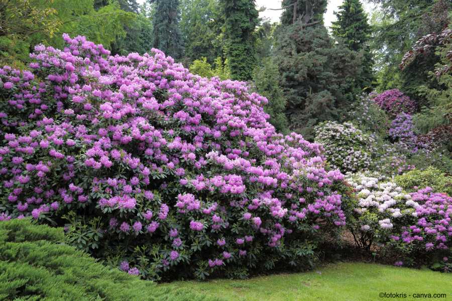 Rhododendron als Sichtschutz
