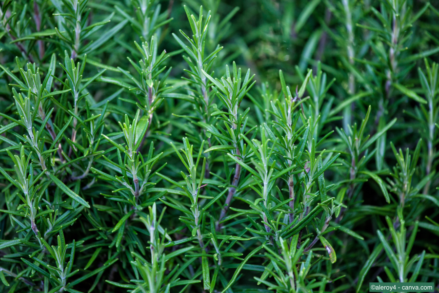 Rosmarin