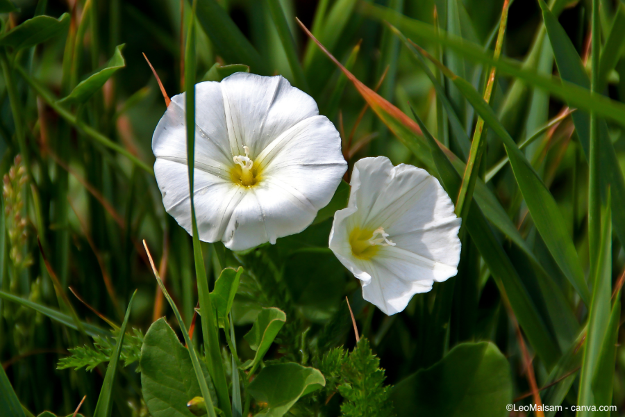 Ackerwinde