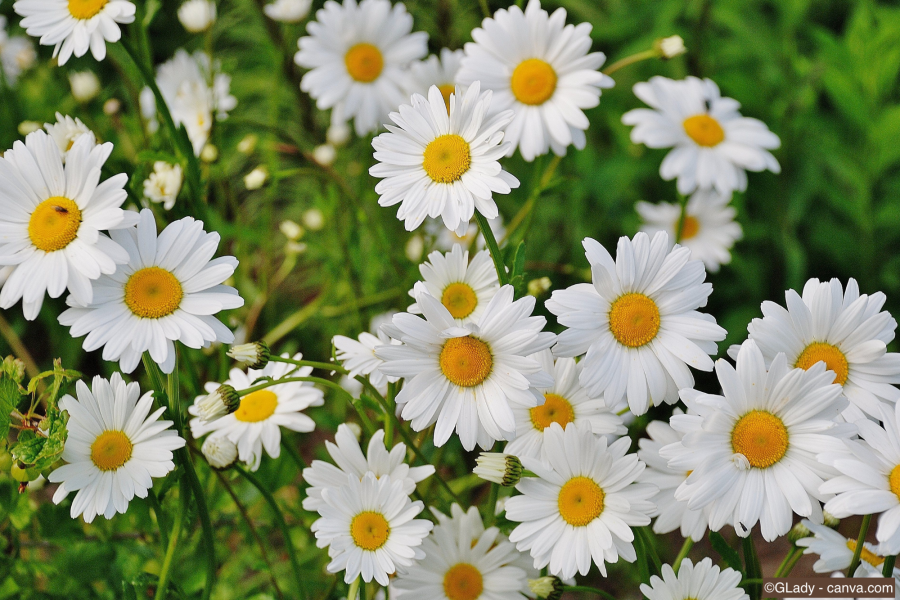 Gänseblümchen