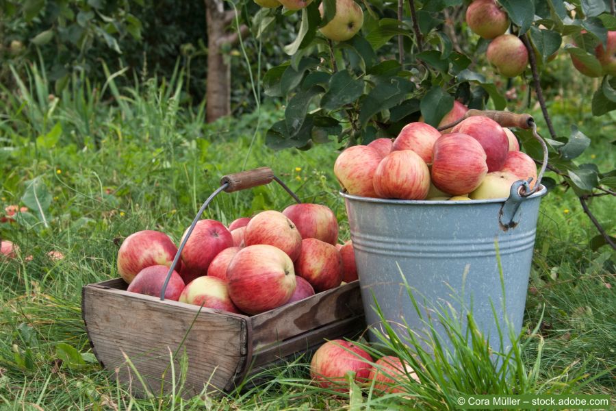 Apfelbaum Ernte