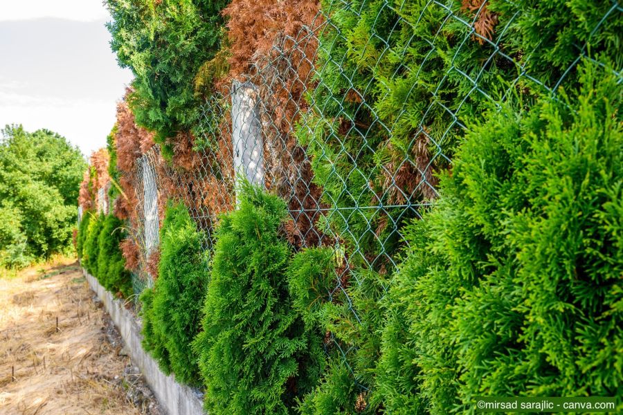 Maschendrahtzaun in Kombination mit einer Thuja-Hecke