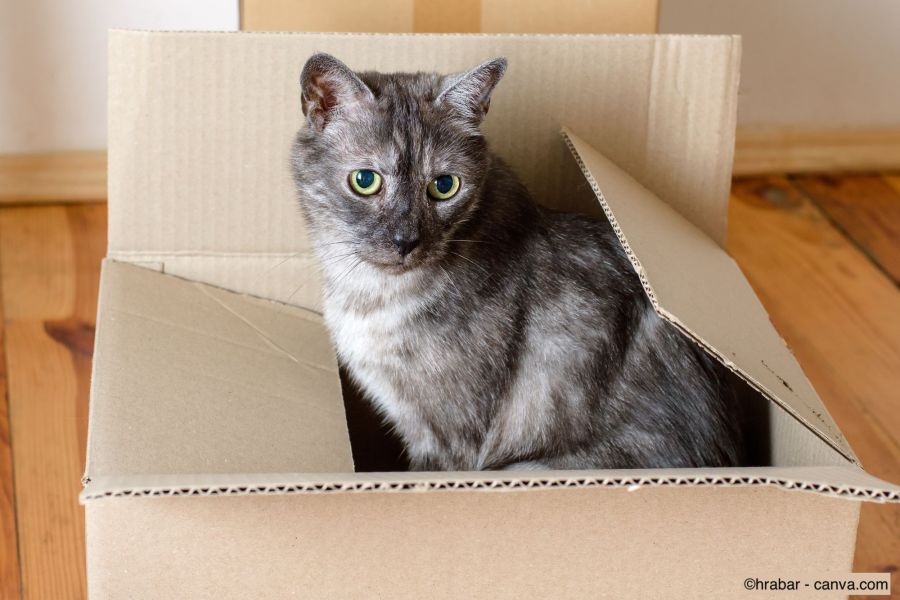 Graue Katze sitzt in einem Karton