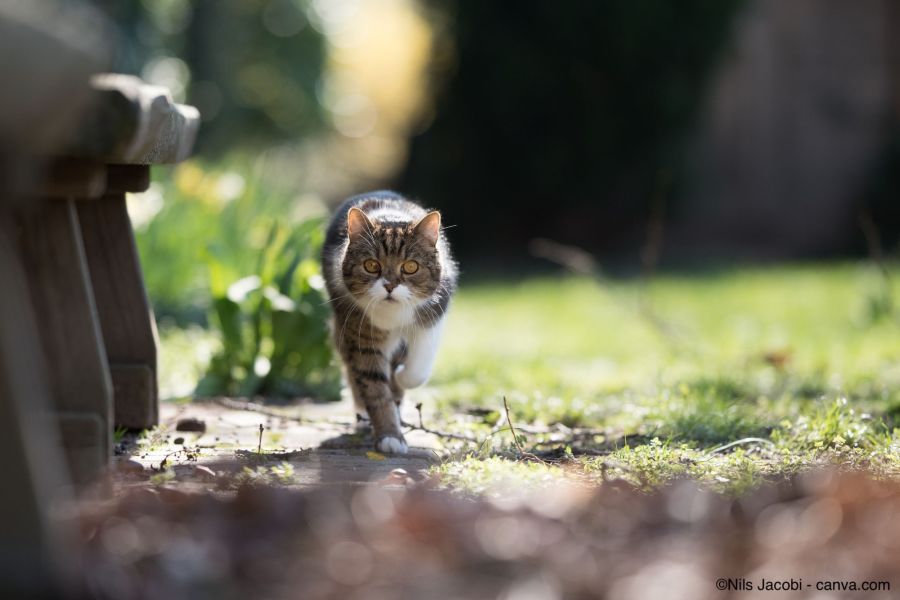 Katze in einem fremden Garten