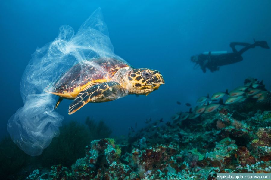 Karettschildkröte in einer Plastiktüte gefangen