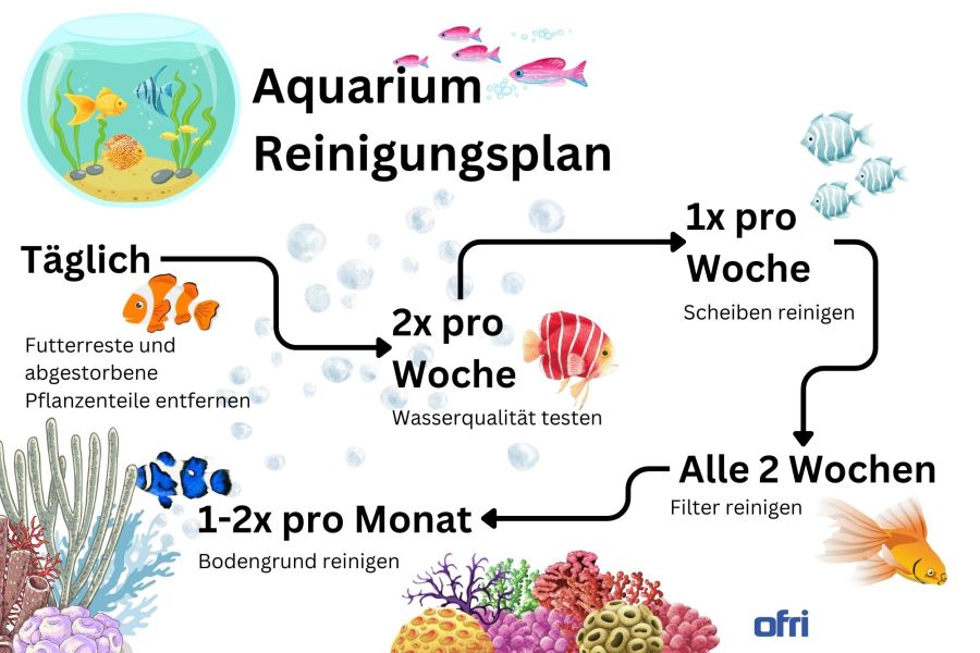 Aquarium reinigen - Infografik