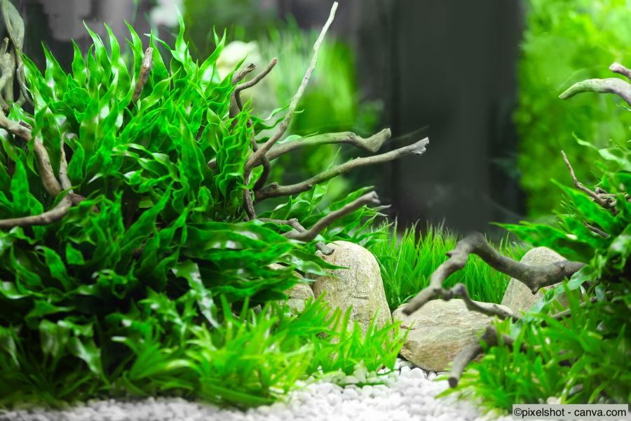 Gepflegtes Aquarium