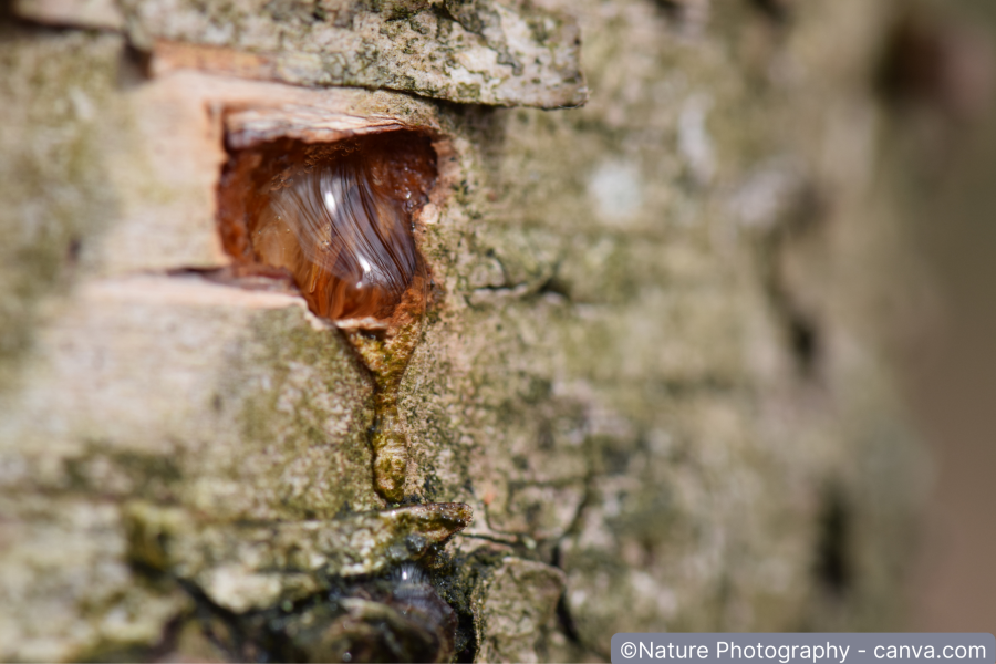 Schnittwunde am Baumstamm mit auslaufendem Harz