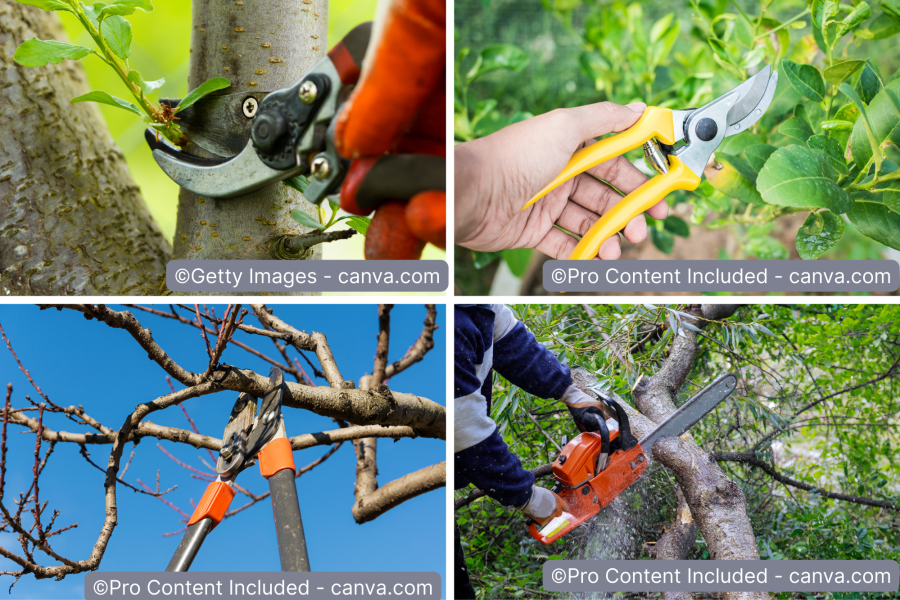 Verschiedene Schnittwerkzeuge für Birnbäume