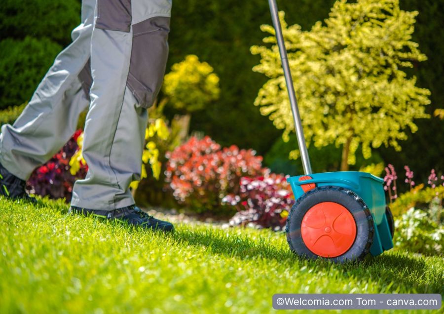 Rasendünger wird mit einem Streuwagen verteilt