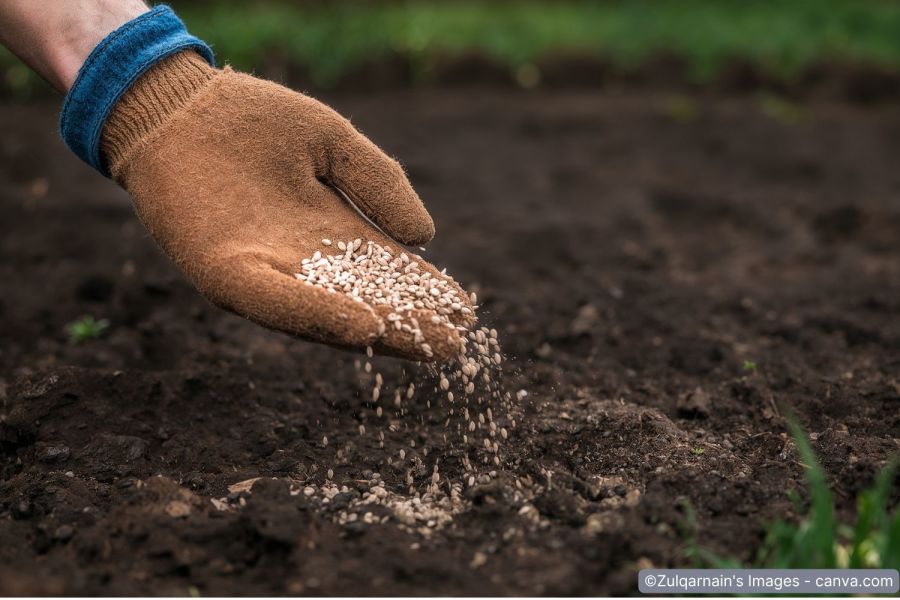 Rasensamen wird manuell auf Erde gestreut
