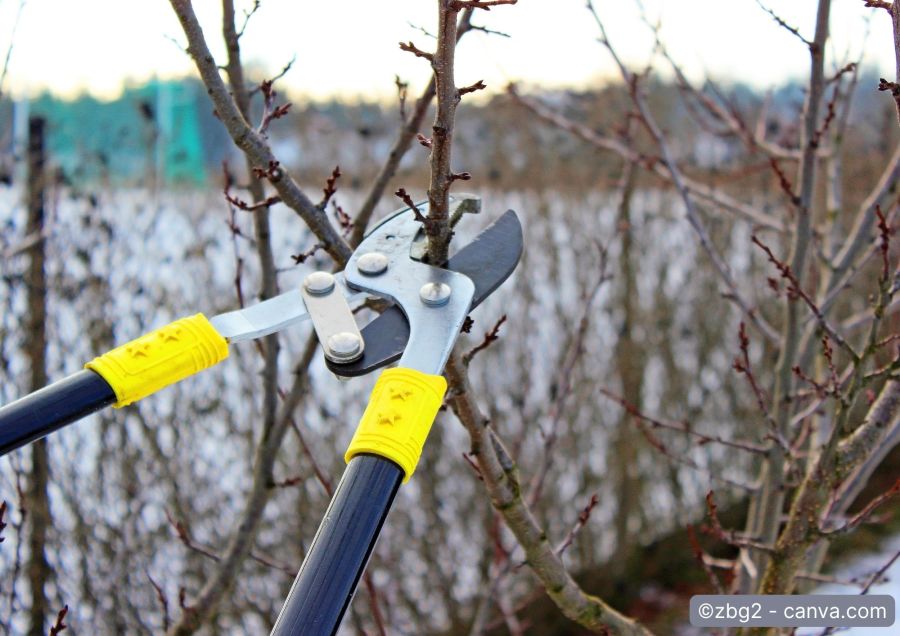 Apfelbaum wird geschnitten