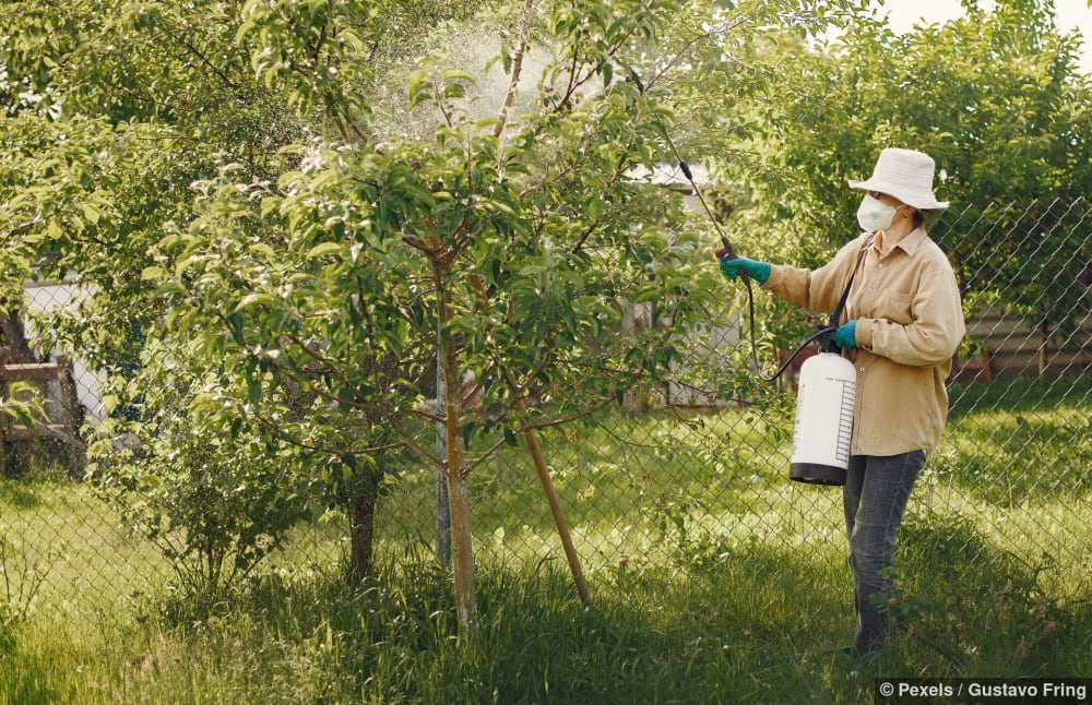 Frau in Schutzkleidung spritzt mit einer Sprühflasche einen Gartenbaum