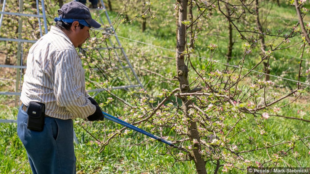 Apfelbaum spritzen: Landwirt schneidet Äste eines blühenden Obstbaums im Sonnenschein