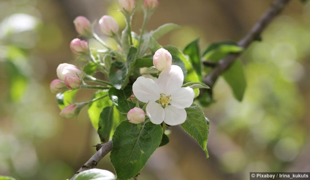 Ein blühender Apfelbaum mit vielen weissen Blüten und einigen grünen Blättern