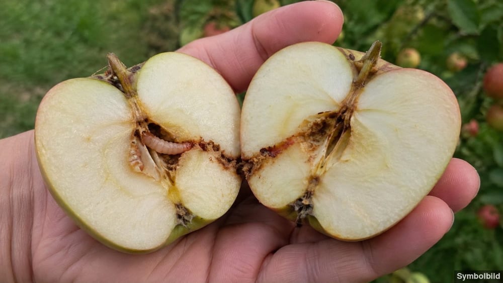 Ein roter Apfel mit einem sichtbaren Wurmloch