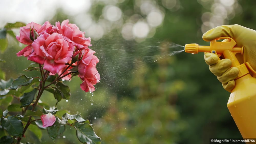 Rosen spritzen: eine Person behandelt pinke Rosen mit einem Mittel gegen Schädlinge