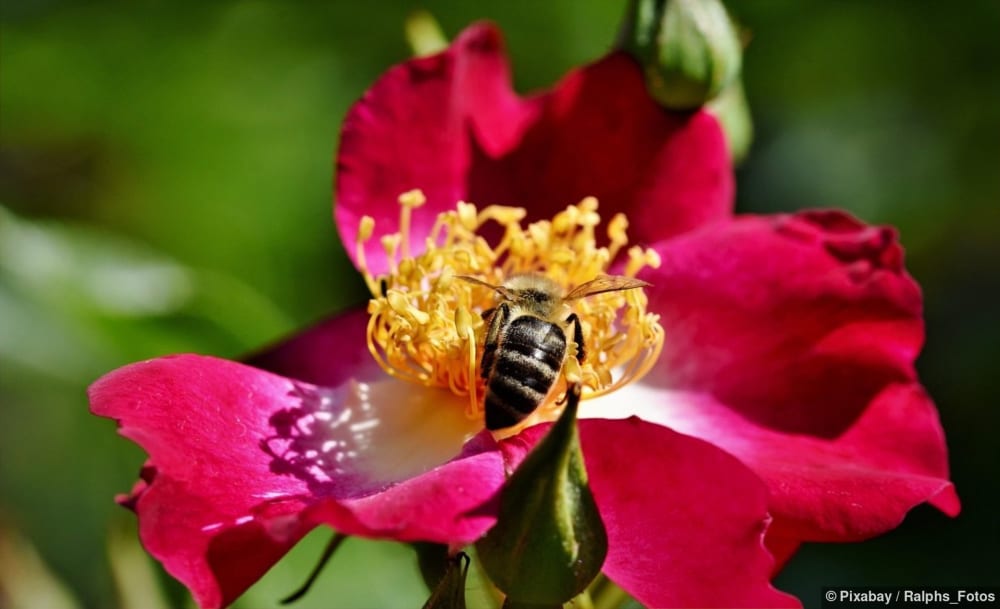 Eine Biene sitzt auf einer rosa Blüte und sammelt Nektar