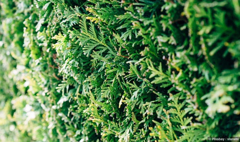 Eine dichte grüne Hecke mit dunkelgrünen Blättern als Hintergrund