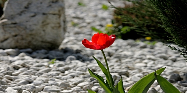 Steingarten anlegen
