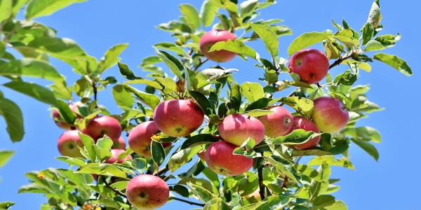 Obstbaum schneiden
