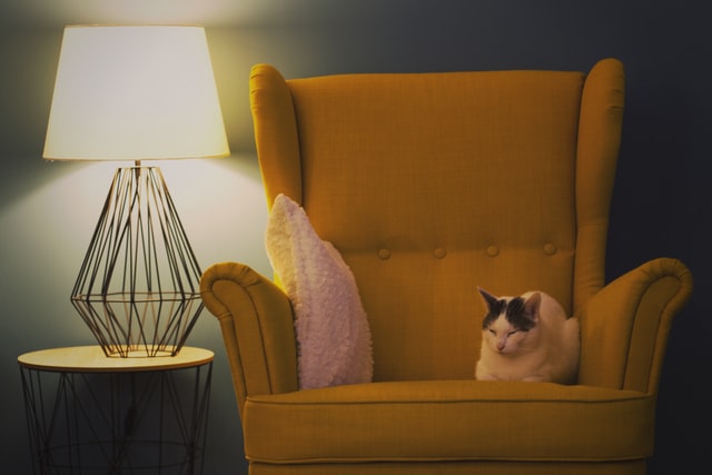 Katze sitzt bequem auf einem Sessel