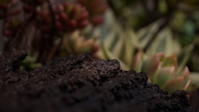 Dachbegrünung: Substrat mit Sedum