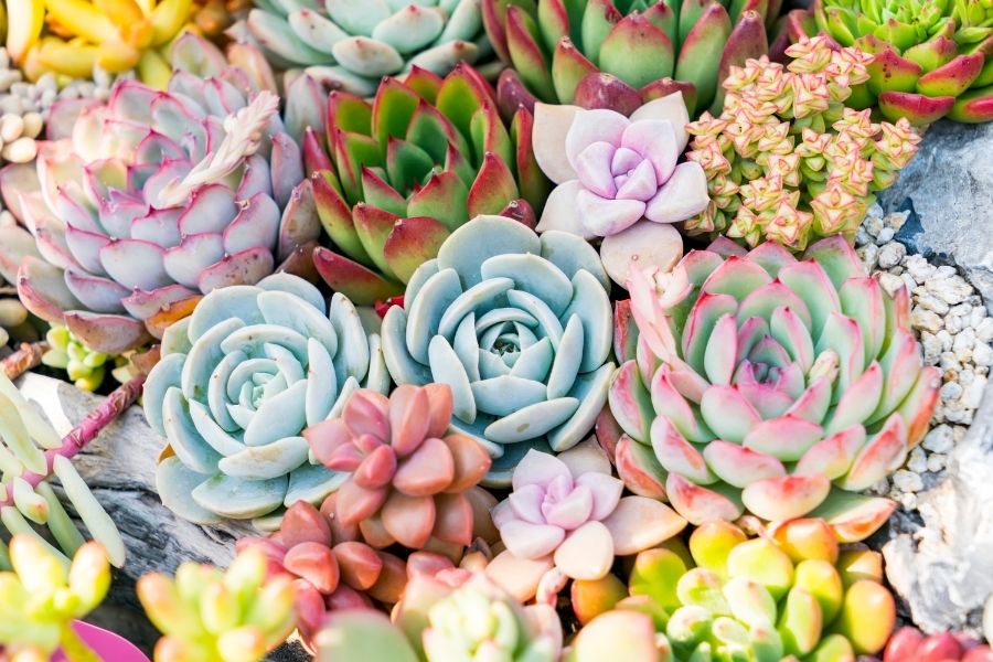 Sedum für eine bunte Dachbegrünung