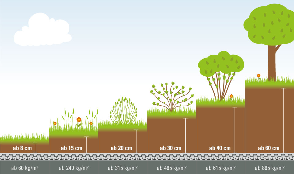Dachbegrünung: Mögliche Bepflanzung nach Substrathöhe