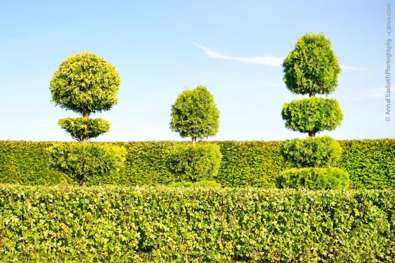 Hecke als Gartengrenze