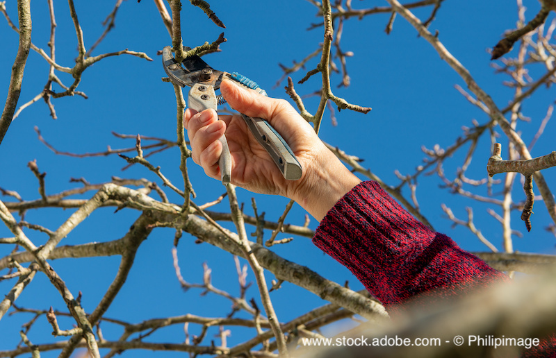 Der Spätwinter ist ideal, um Obstbäume zu schneiden