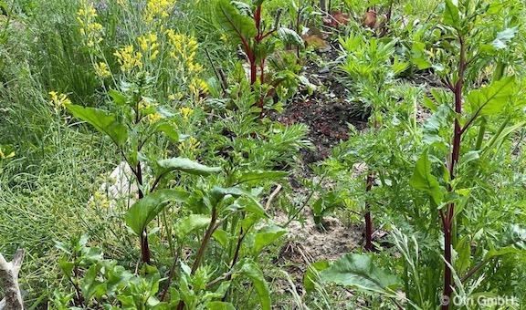 Diverse_Pflanzen-Mischkultur