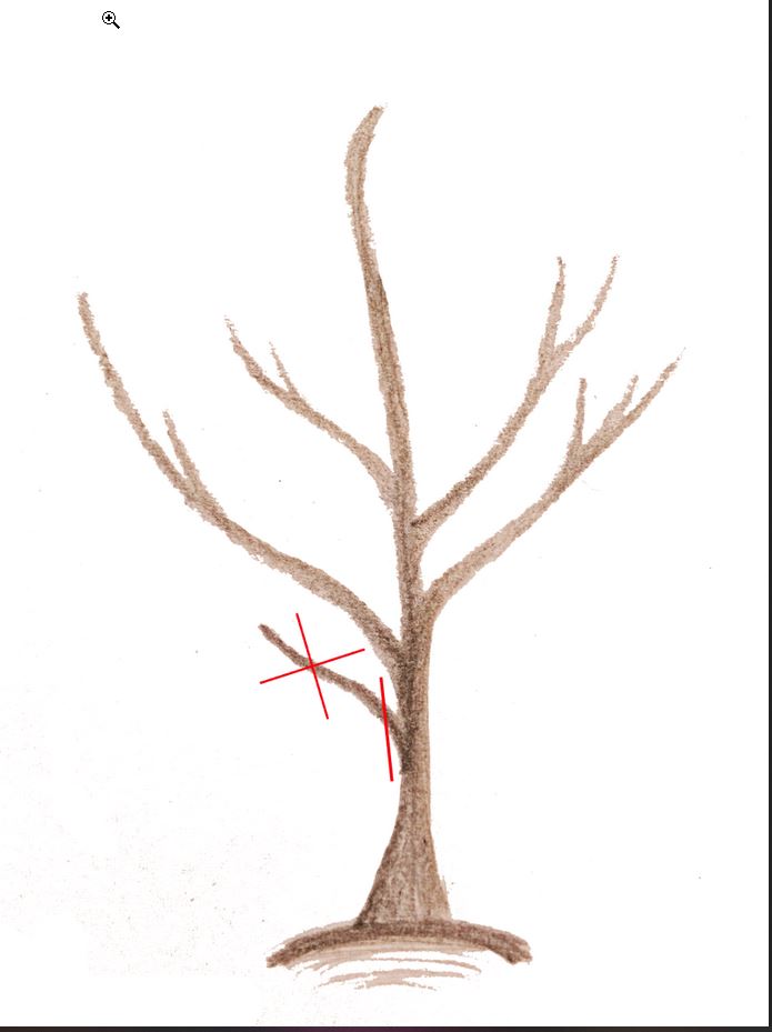 Baum schneiden3
